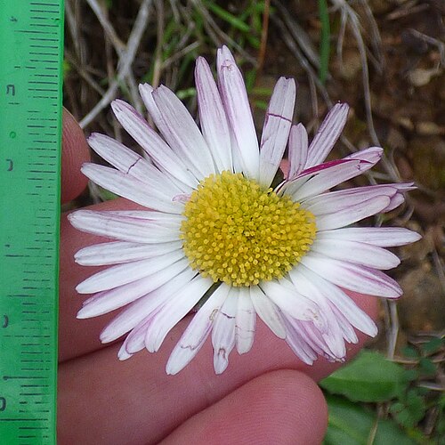 Putellis stripties: Bellis sylvestris in Antalya