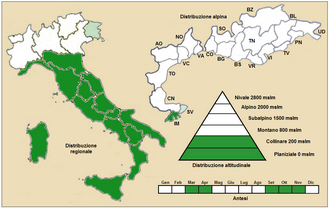 Putellis stripties: Bellis sylvestris - Distribuzione