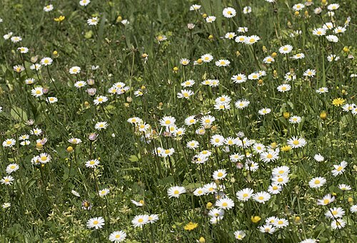 Putellis stripties: Flowers of Southern daisy ( Bellis sylvestris ). Balcalı - Adana, Turkey.