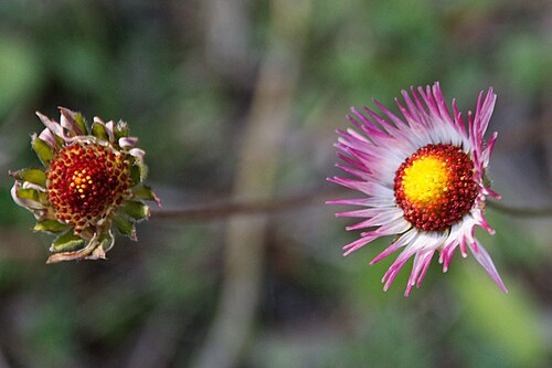 Putellis stripties: Southern daisy wiltered flowers