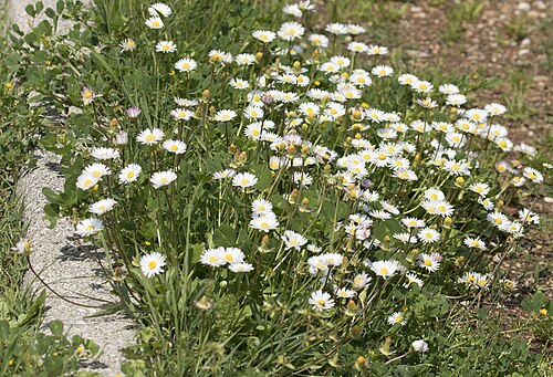 Putellis stripties: Flowers of Southern daisy ( Bellis sylvestris ). Balcalı - Adana, Turkey.