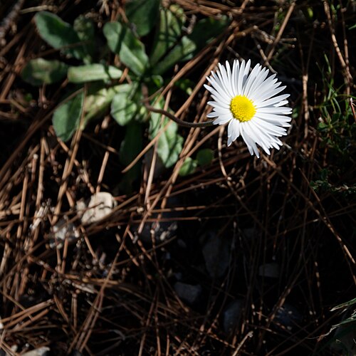 Putellis stripties: Southern daisy 's Flower
