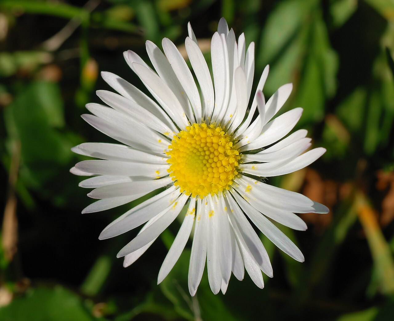 Putellis stripties: Southern Daisy