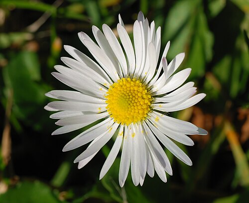 Putellis stripties: Southern Daisy