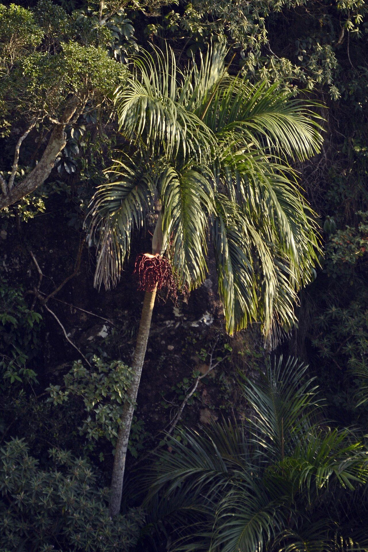 Bentinckia condapanna: Single Bentinckia condapanna with fruits in southern Western Ghats