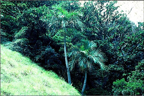 Bentinckia condapanna: bentinckia condapanna, KMTR, AJT Johnsingh. Incorrect date/month/year