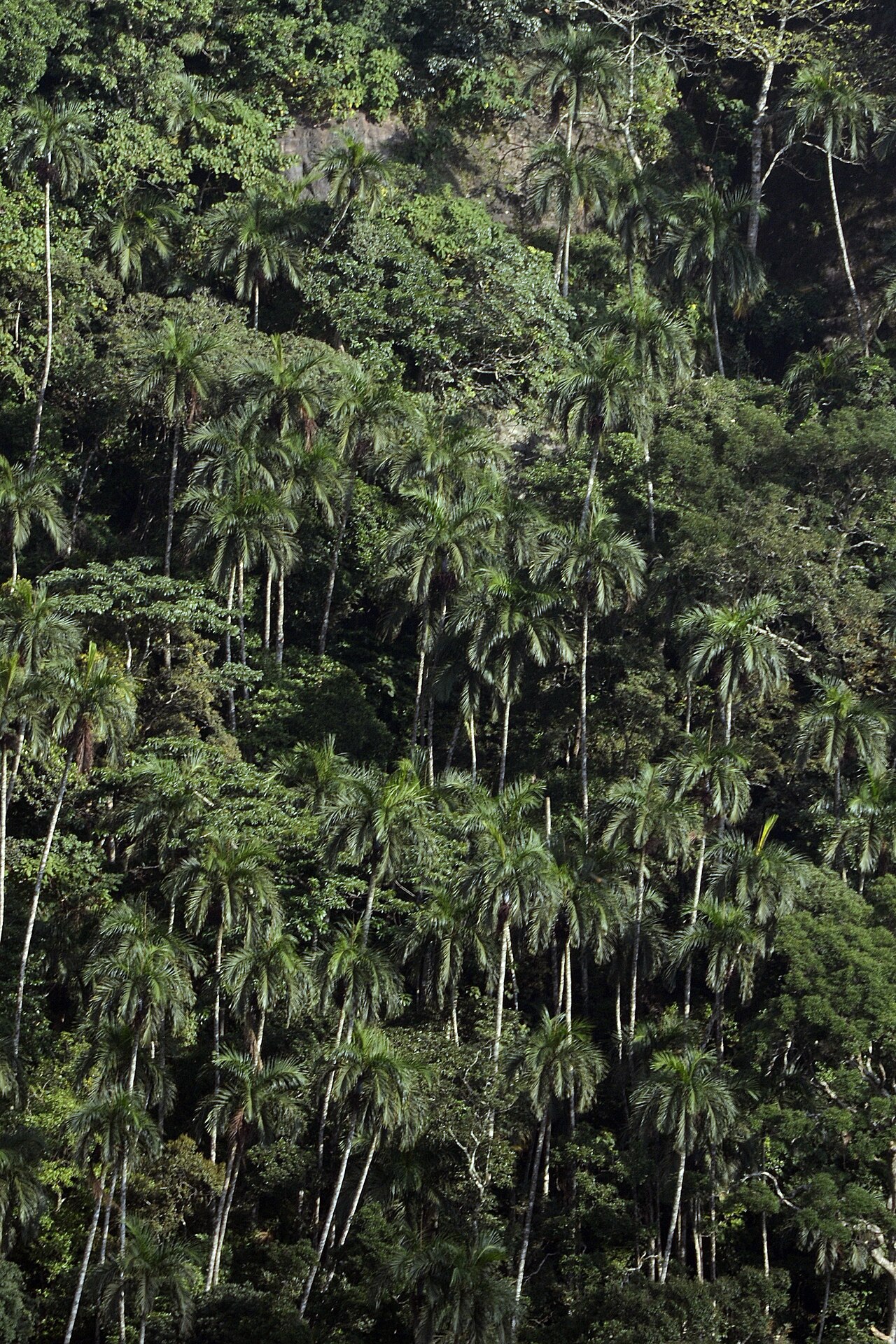 Bentinckia condapanna: Bentinckia condapanna on slops southern Western Ghats