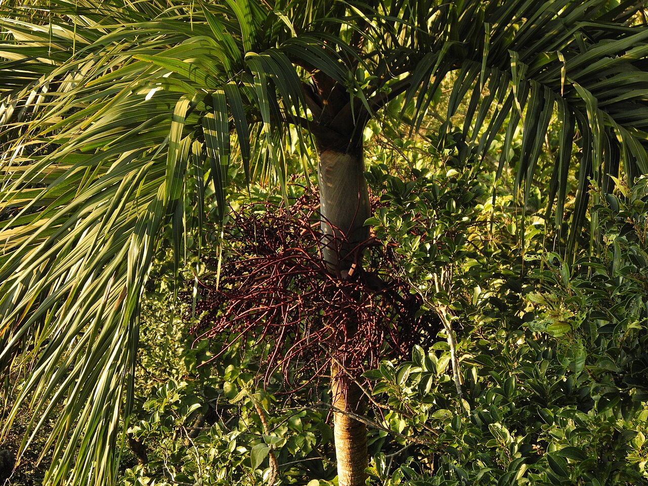 Bentinckia condapanna: Bentinckia fruits