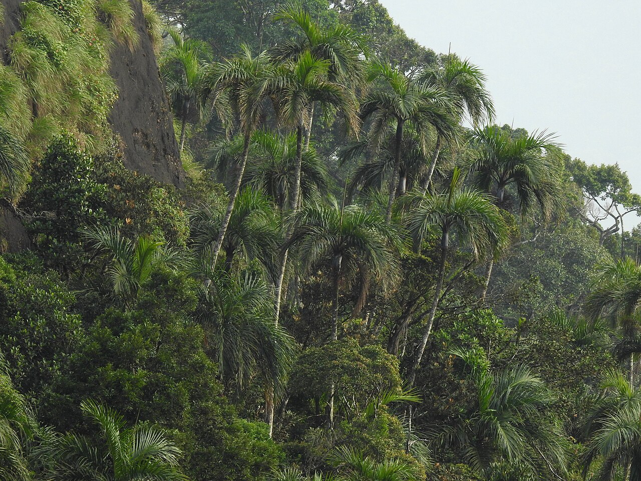 Bentinckia condapanna: Bentinckia condapanna in Kalakad Mundanthurai Tiger Reserve (KMTR) in the Western Ghats, Tamil Nadu, India