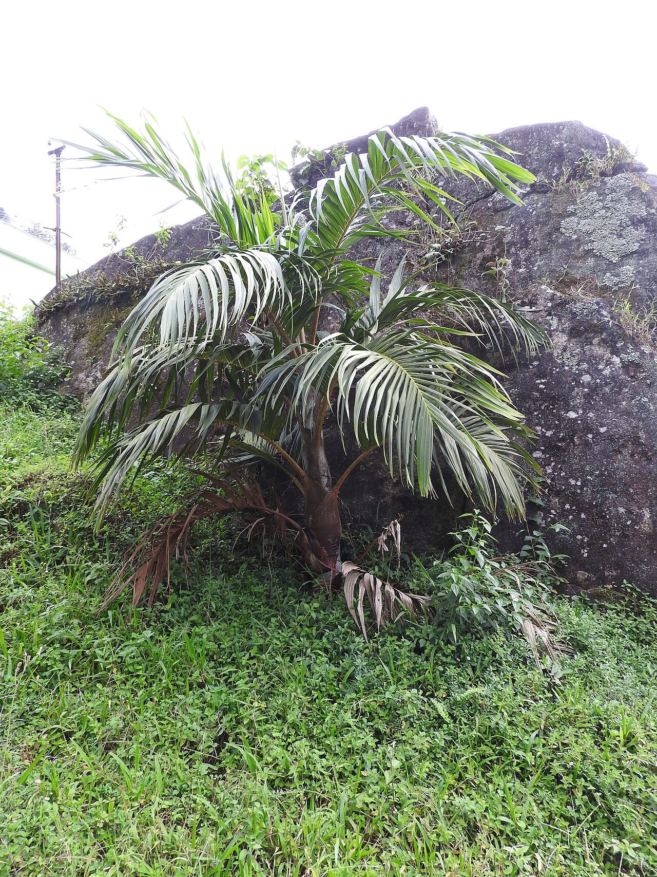 Bentinckia condapanna: Arecaceae-endangered,palm,flowers pinkish red.