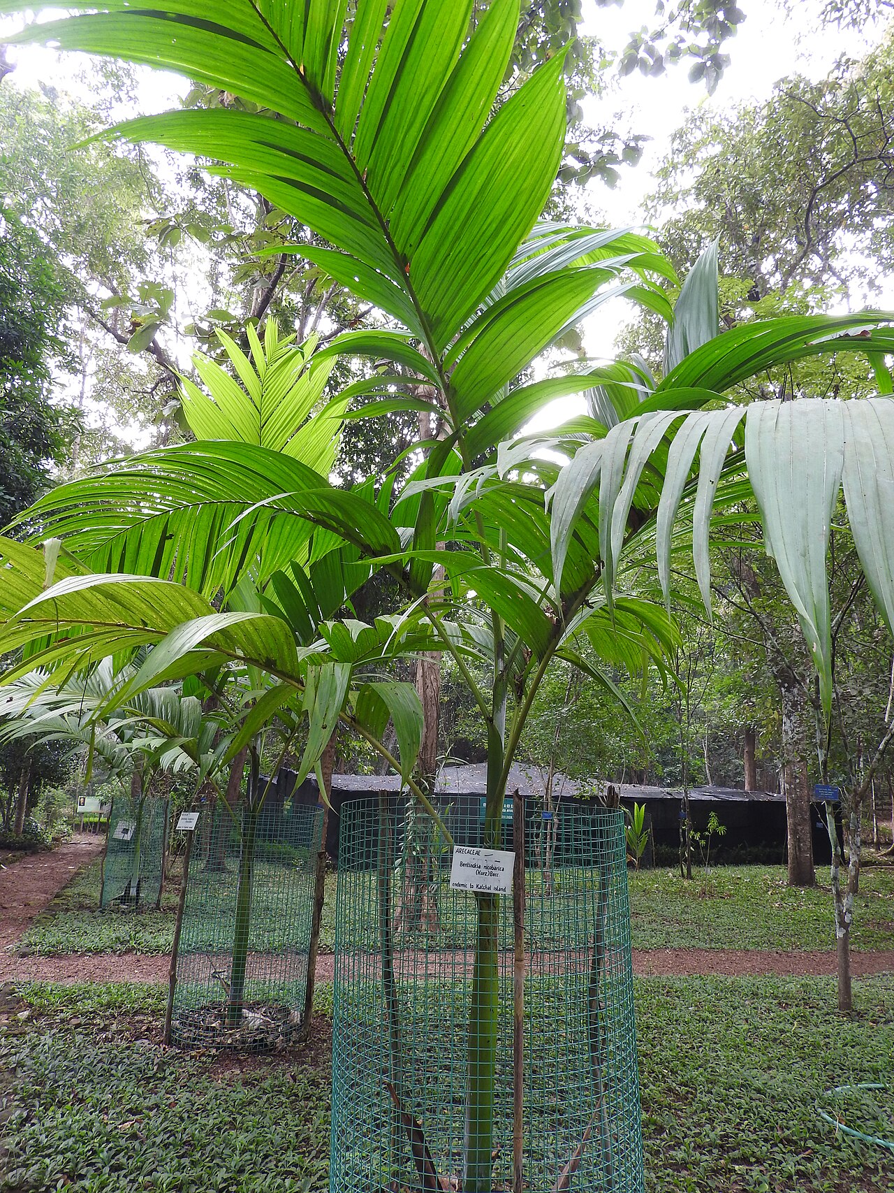 Nicobar palm: Arecaceae-Rare and endangered species.