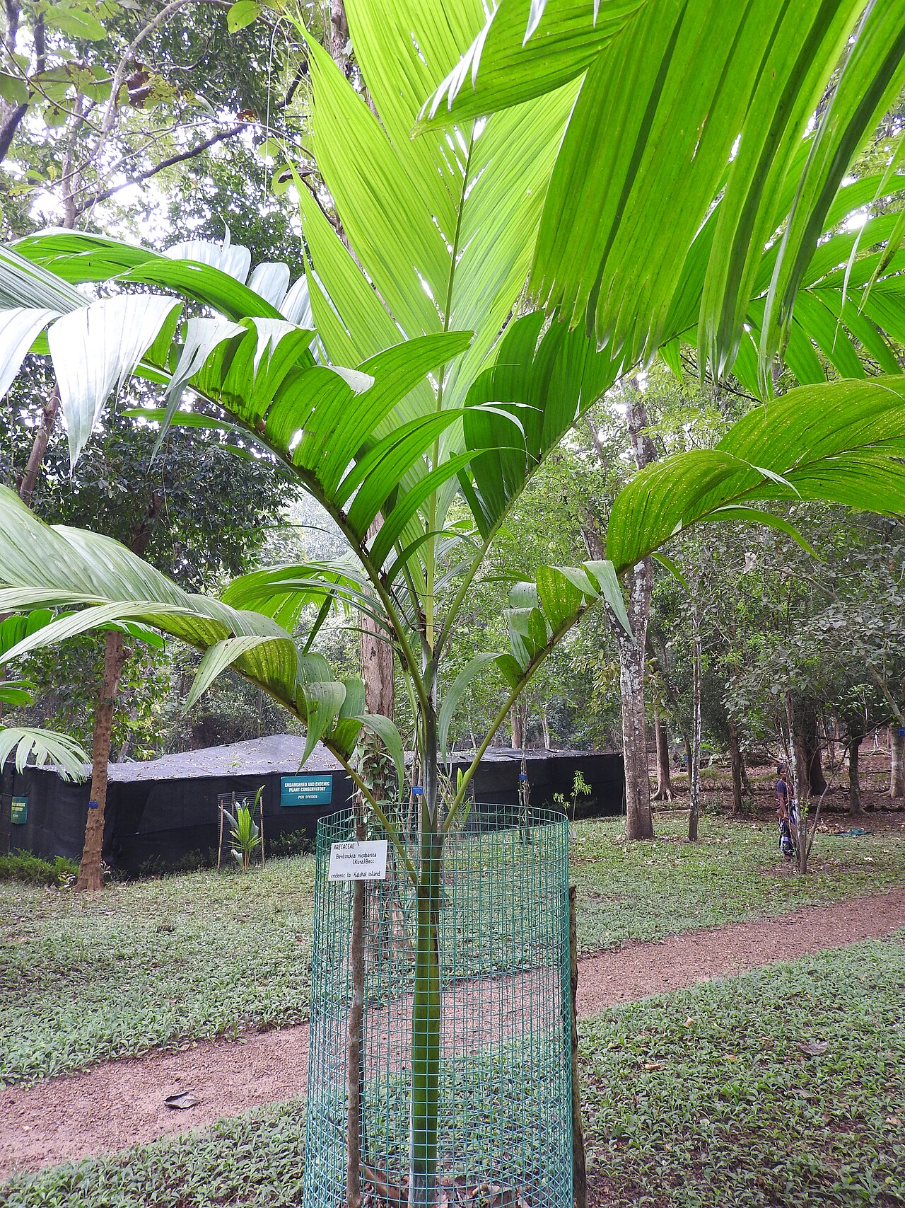 Nicobar palm: Arecaceae-Rare and endangered species.