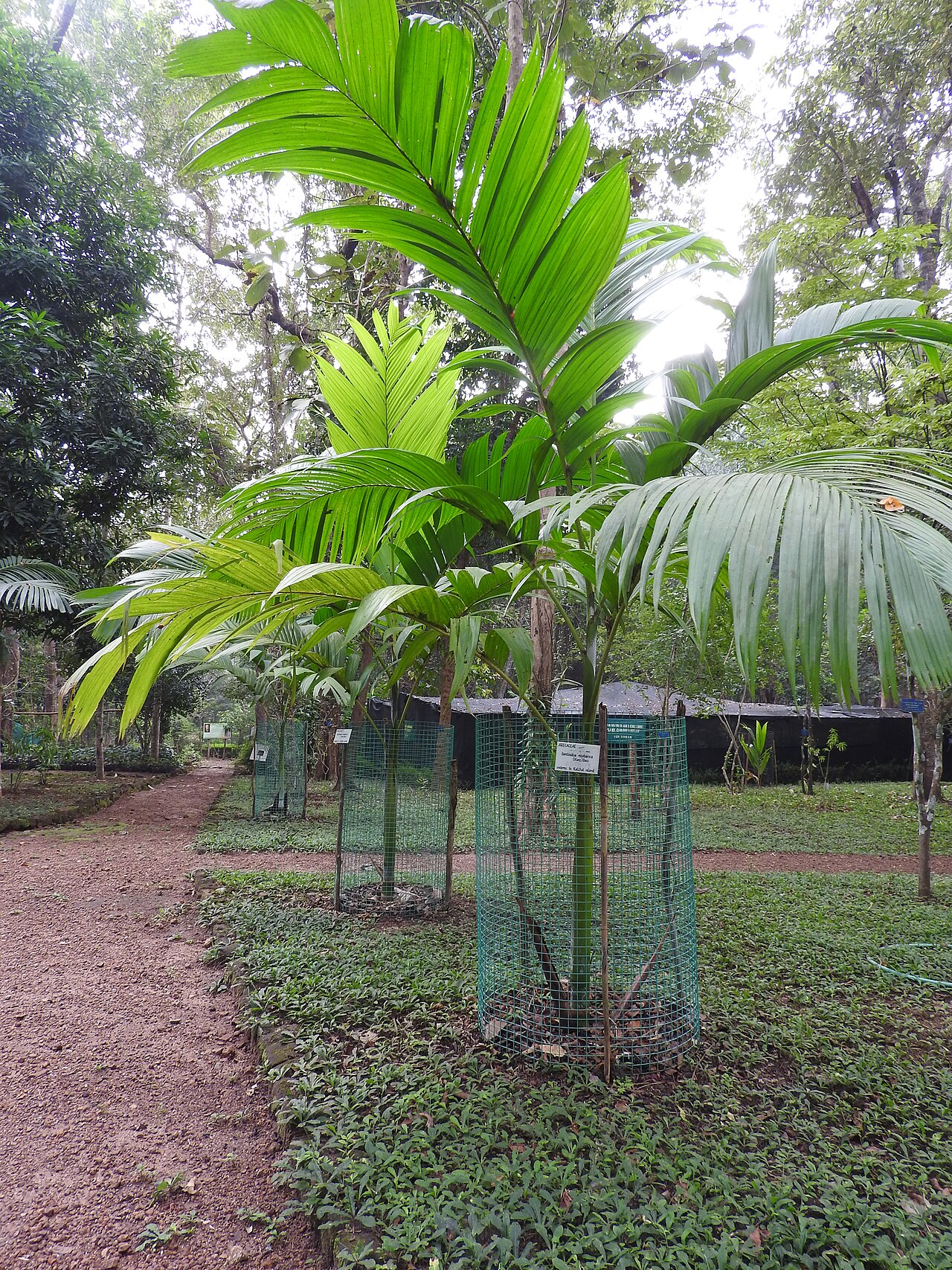 Nicobar palm: Arecaceae-Rare and endangered species.