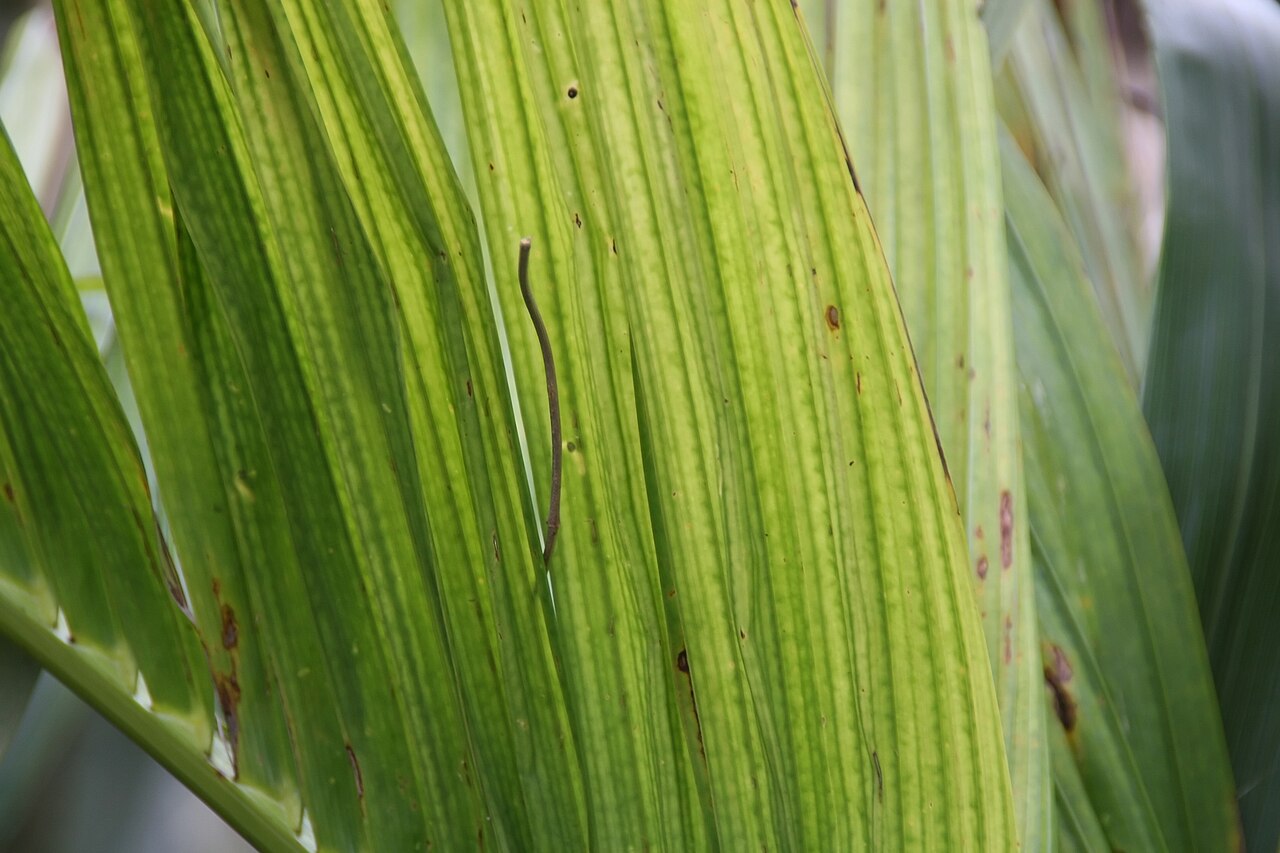 Nicobar palm: Location taken: Fairchild Tropical Botanic Garden, Miami, FL USA. Names: Bentinckia nicobarica (Kurz) Becc., Ben Ting Qi Ya Zong, Nicobar Islands Palm, Nicobar