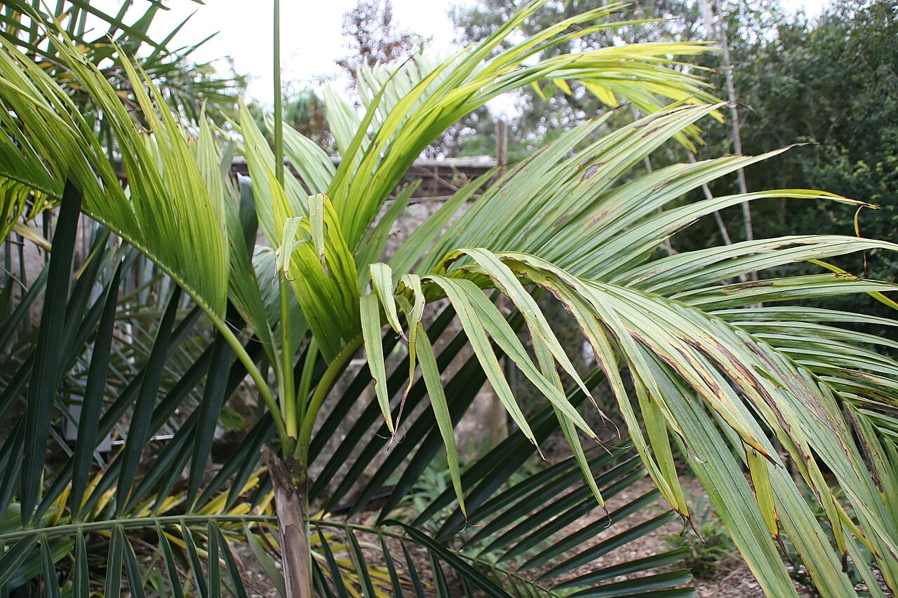 Nicobar palm: Location taken: Fairchild Tropical Botanic Garden, Miami, FL USA. Names: Bentinckia nicobarica (Kurz) Becc., Ben Ting Qi Ya Zong, Nicobar Islands Palm, Nicobar
