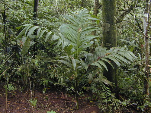 Nicobar palm (Bentinckia nicobarica)