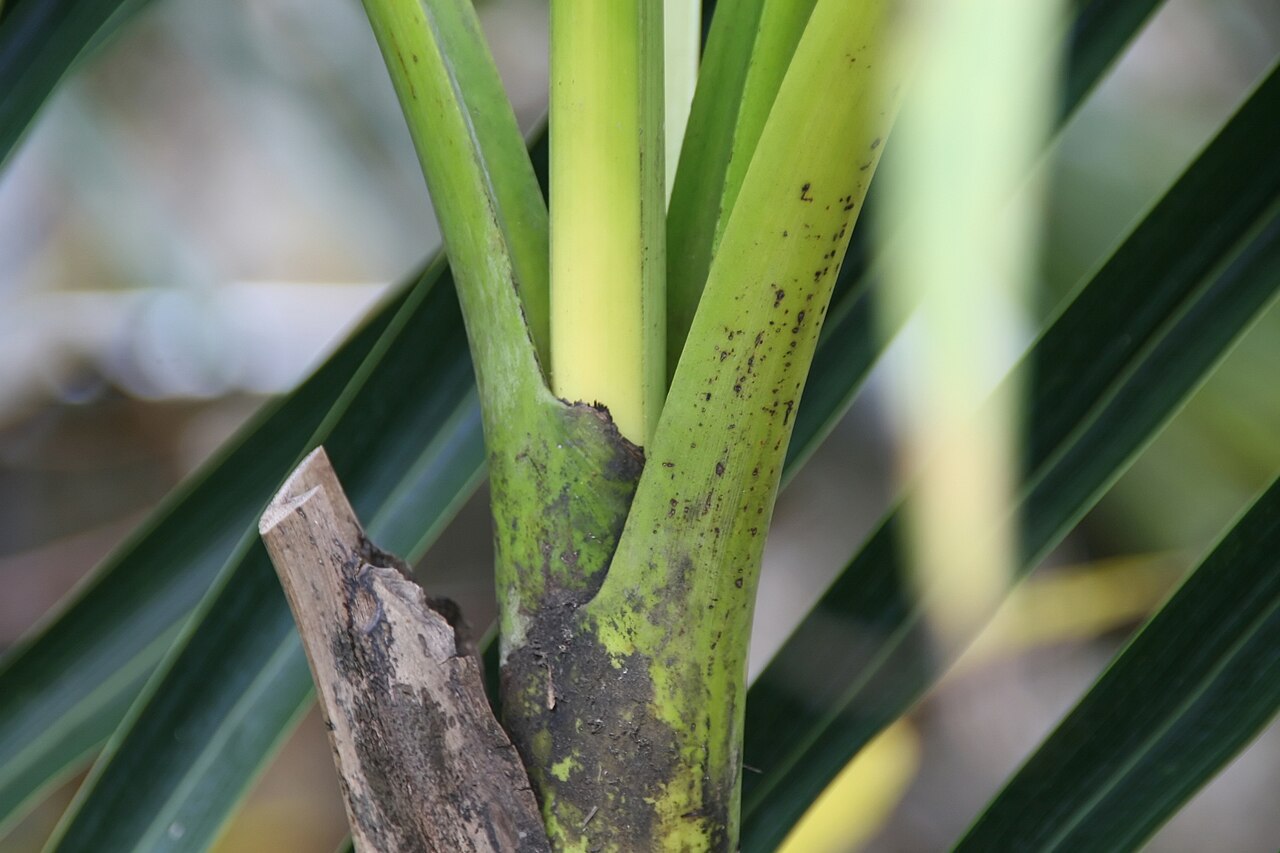 Nicobar palm: Location taken: Fairchild Tropical Botanic Garden, Miami, FL USA. Names: Bentinckia nicobarica (Kurz) Becc., Ben Ting Qi Ya Zong, Nicobar Islands Palm, Nicobar