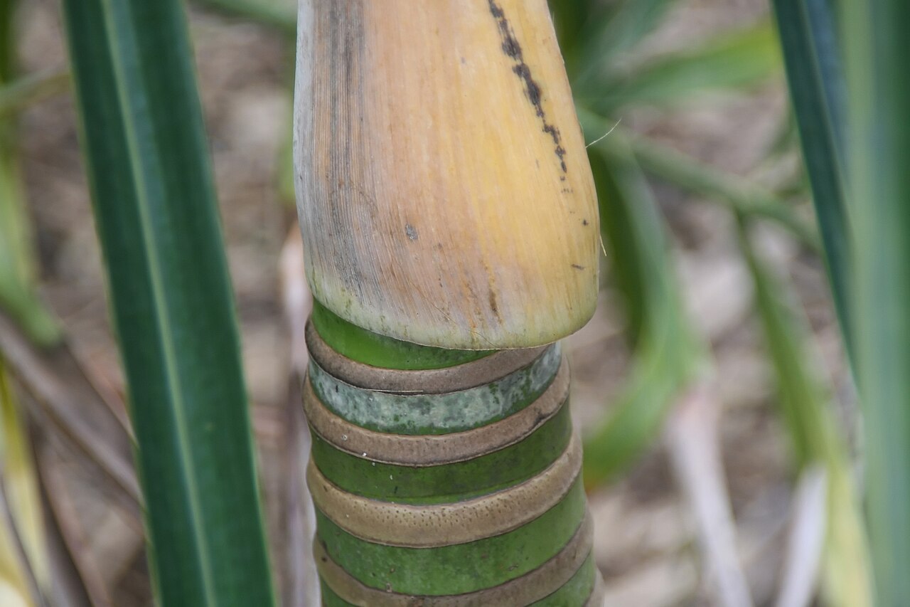 Nicobar palm: Location taken: Fairchild Tropical Botanic Garden, Miami, FL USA. Names: Bentinckia nicobarica (Kurz) Becc., Ben Ting Qi Ya Zong, Nicobar Islands Palm, Nicobar