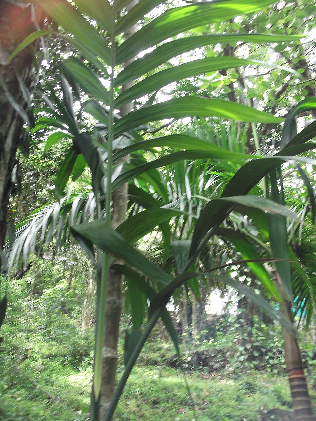 Nicobar palm: Endangered palm,endamic to nicobarica island.
