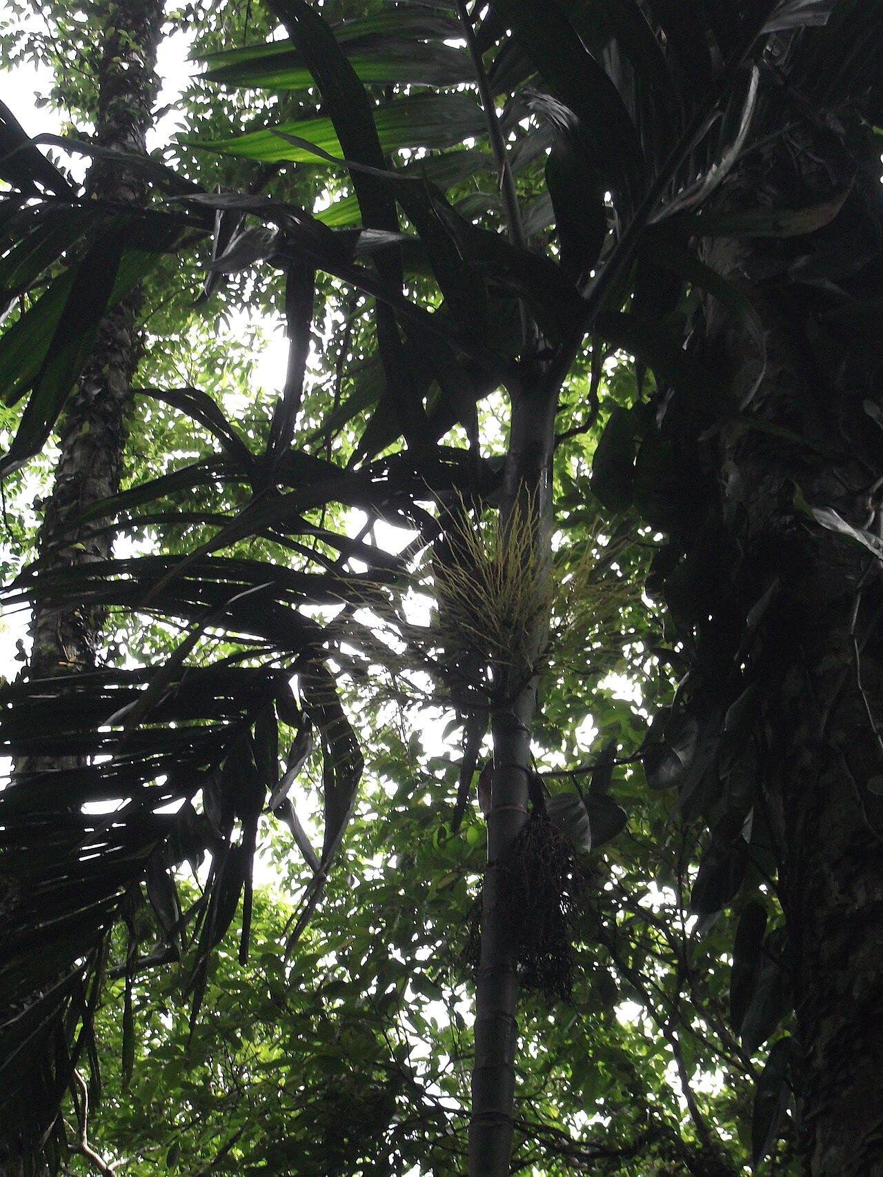 Nicobar palm: Endangered palm,endamic to nicobarica island.