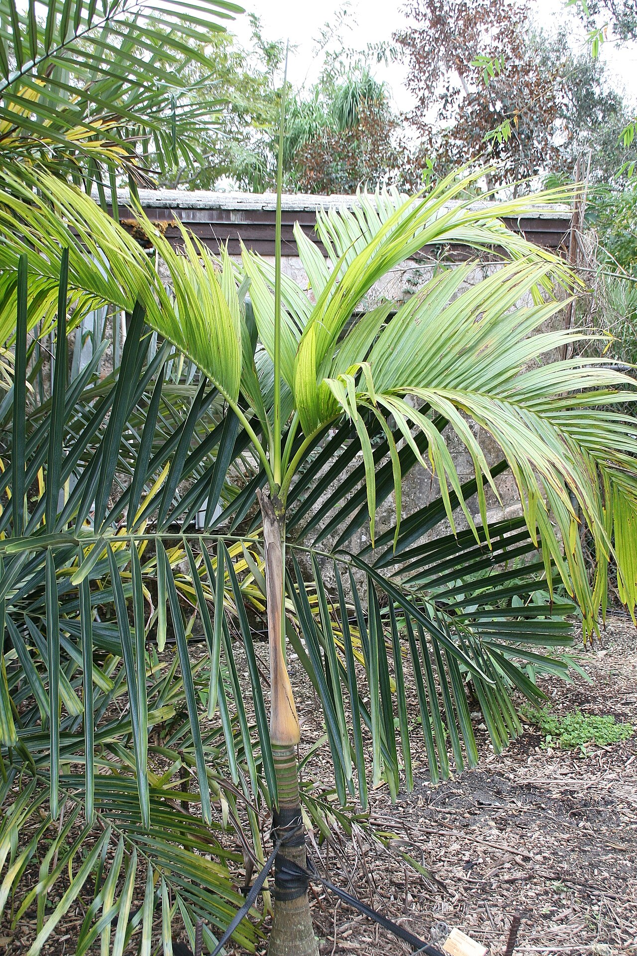 Nicobar palm: Location taken: Fairchild Tropical Botanic Garden, Miami, FL USA. Names: Bentinckia nicobarica (Kurz) Becc., Ben Ting Qi Ya Zong, Nicobar Islands Palm, Nicobar