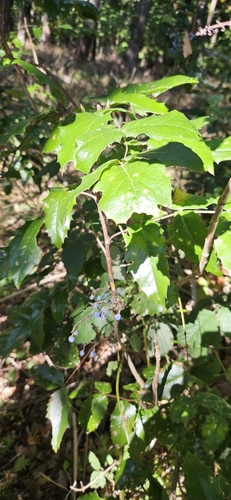 Hollyleaved barberry (Berberis aquifolium)