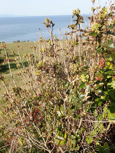 Hollyleaved barberry (Berberis aquifolium)