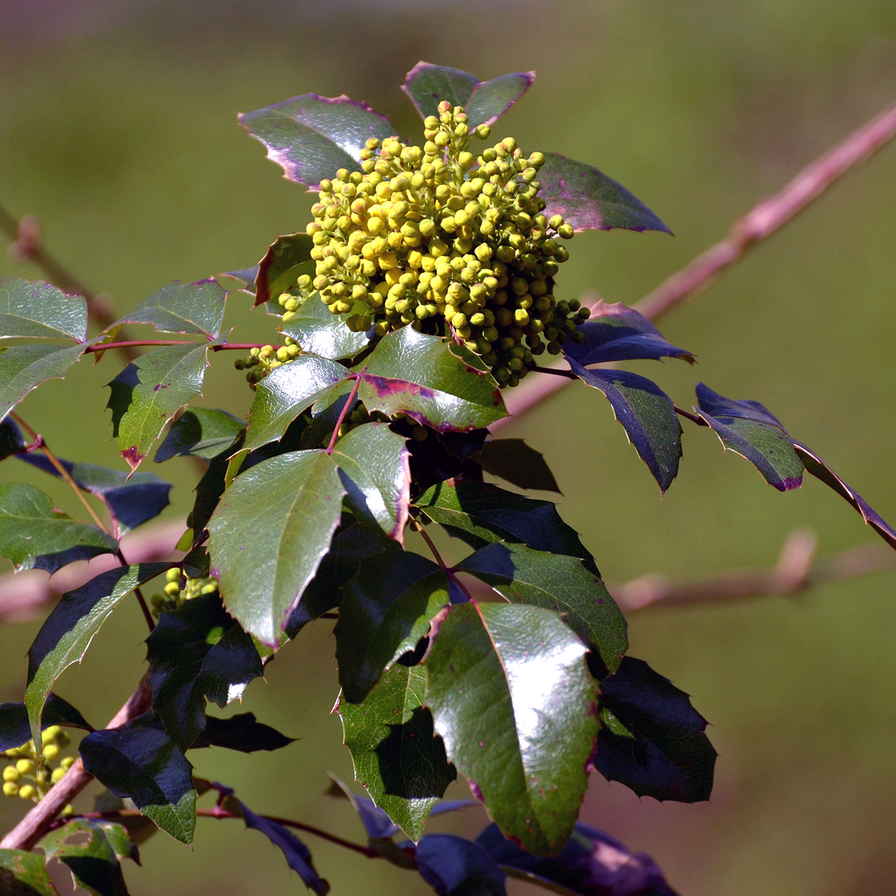 Hollyleaved barberry: Berberis aquifolium; leaves and unbloomed inflorescence (April), Slovakia