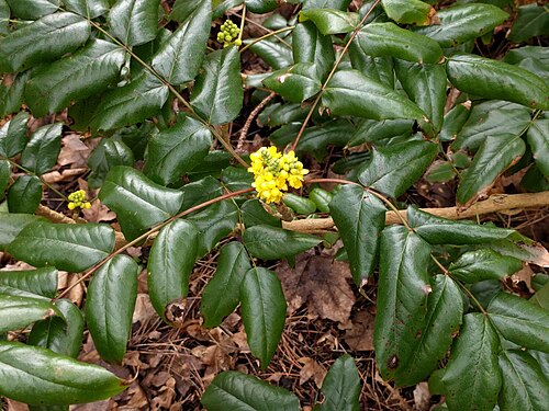 Hollyleaved barberry: Oregon grape
