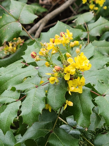 Hollyleaved barberry (Berberis aquifolium)