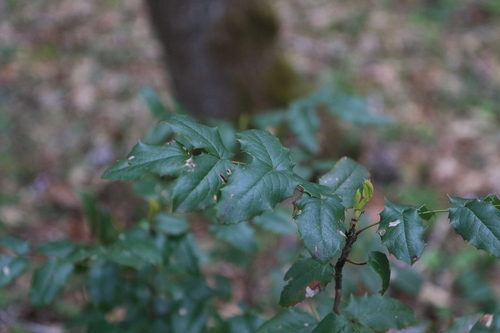 Hollyleaved barberry (Berberis aquifolium)