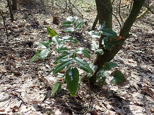 Hollyleaved barberry: Mahonia aquifolium , Gmina Police , West Pomeranian Voivodeship, Poland.