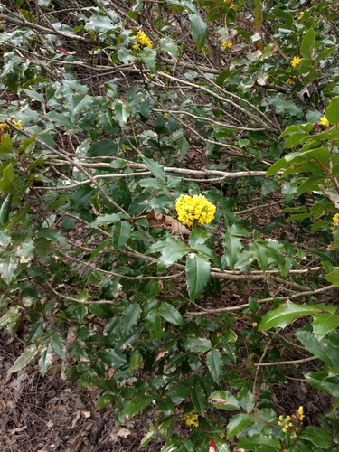 Hollyleaved barberry
