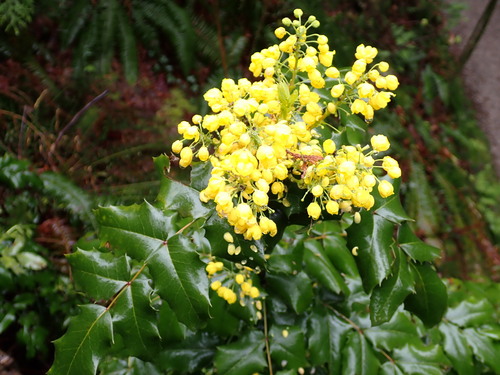 Hollyleaved barberry (Berberis aquifolium)
