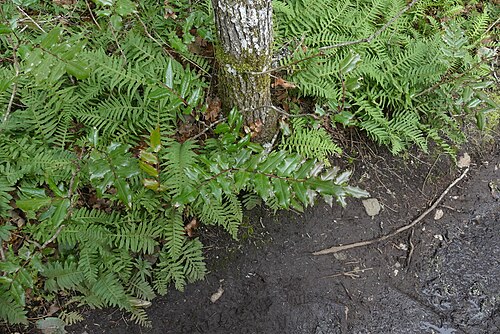 Hollyleaved barberry: Oregon grape