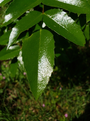Hollyleaved barberry (Berberis aquifolium)