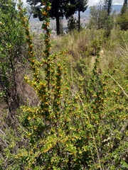 Berberis boliviana (Berberis boliviana)