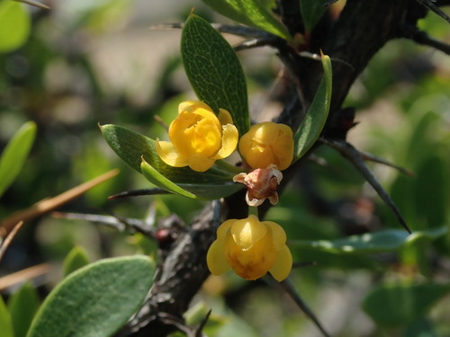 Berberis boliviana (Berberis boliviana)