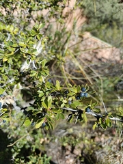 Berberis boliviana (Berberis boliviana)