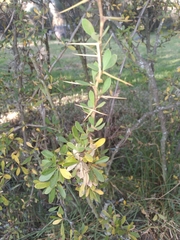 Berberis boliviana (Berberis boliviana)