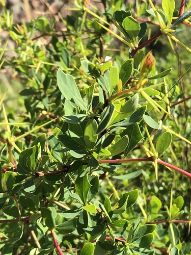 Berberis boliviana (Berberis boliviana)