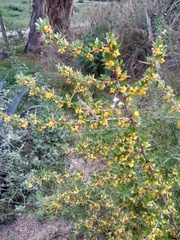 Berberis boliviana (Berberis boliviana)