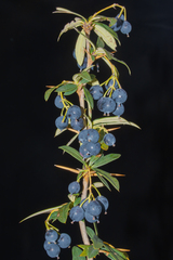 Berberis boliviana (Berberis boliviana)