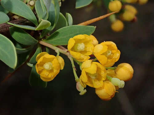 Berberis boliviana (Berberis boliviana)
