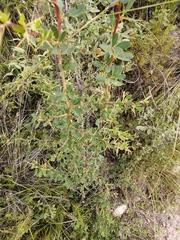 Berberis boliviana (Berberis boliviana)
