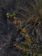 Berberis boliviana (Berberis boliviana)