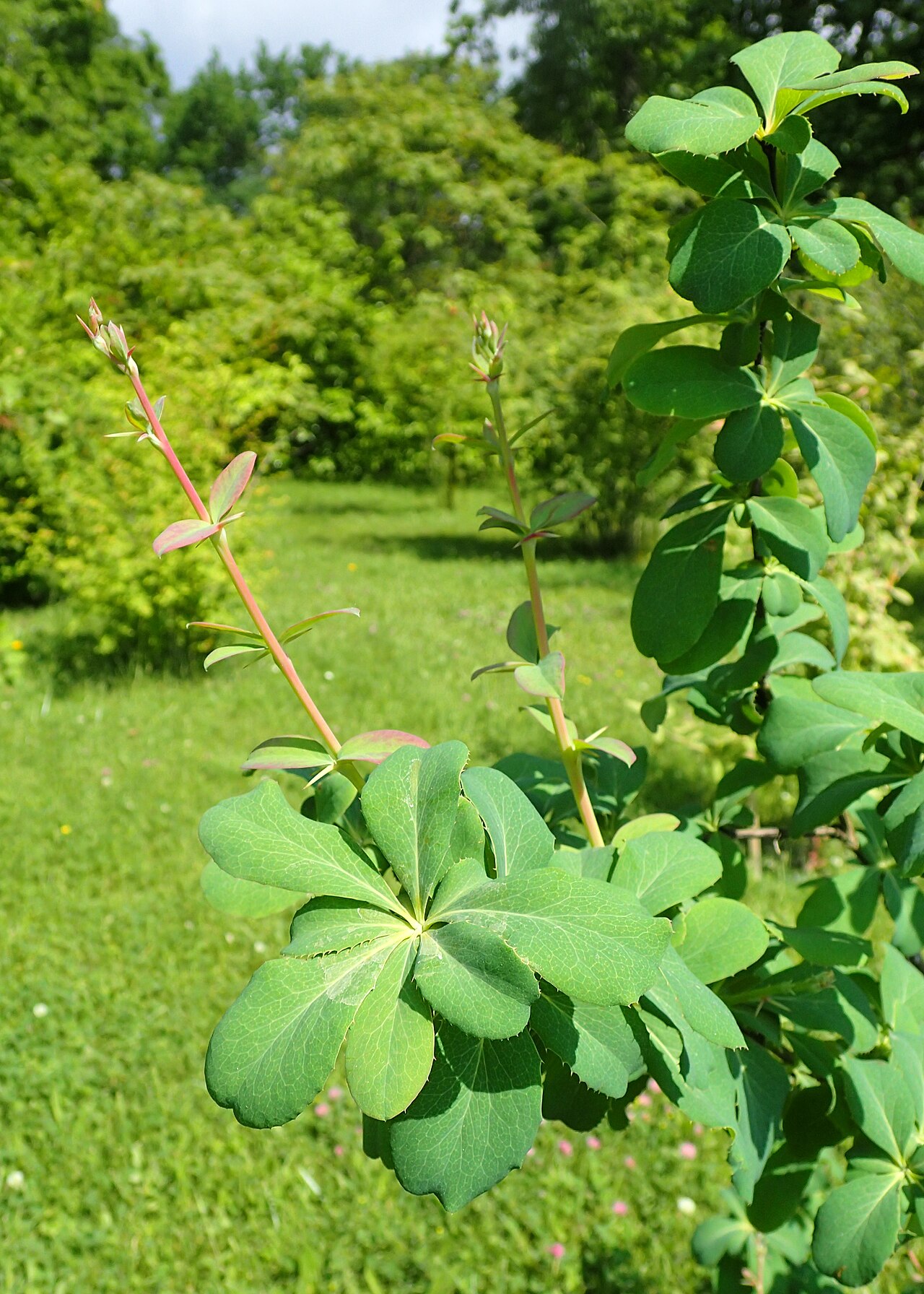 Berberis brachypoda: Berberis brachypoda in the Botanischer Garten, Berlin-Dahlem