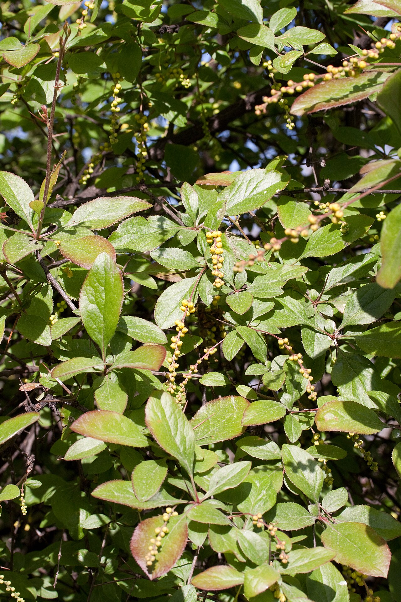 Berberis brachypoda: Berberis brachypoda - Boutons floraux - Jardin des Plantes - Paris