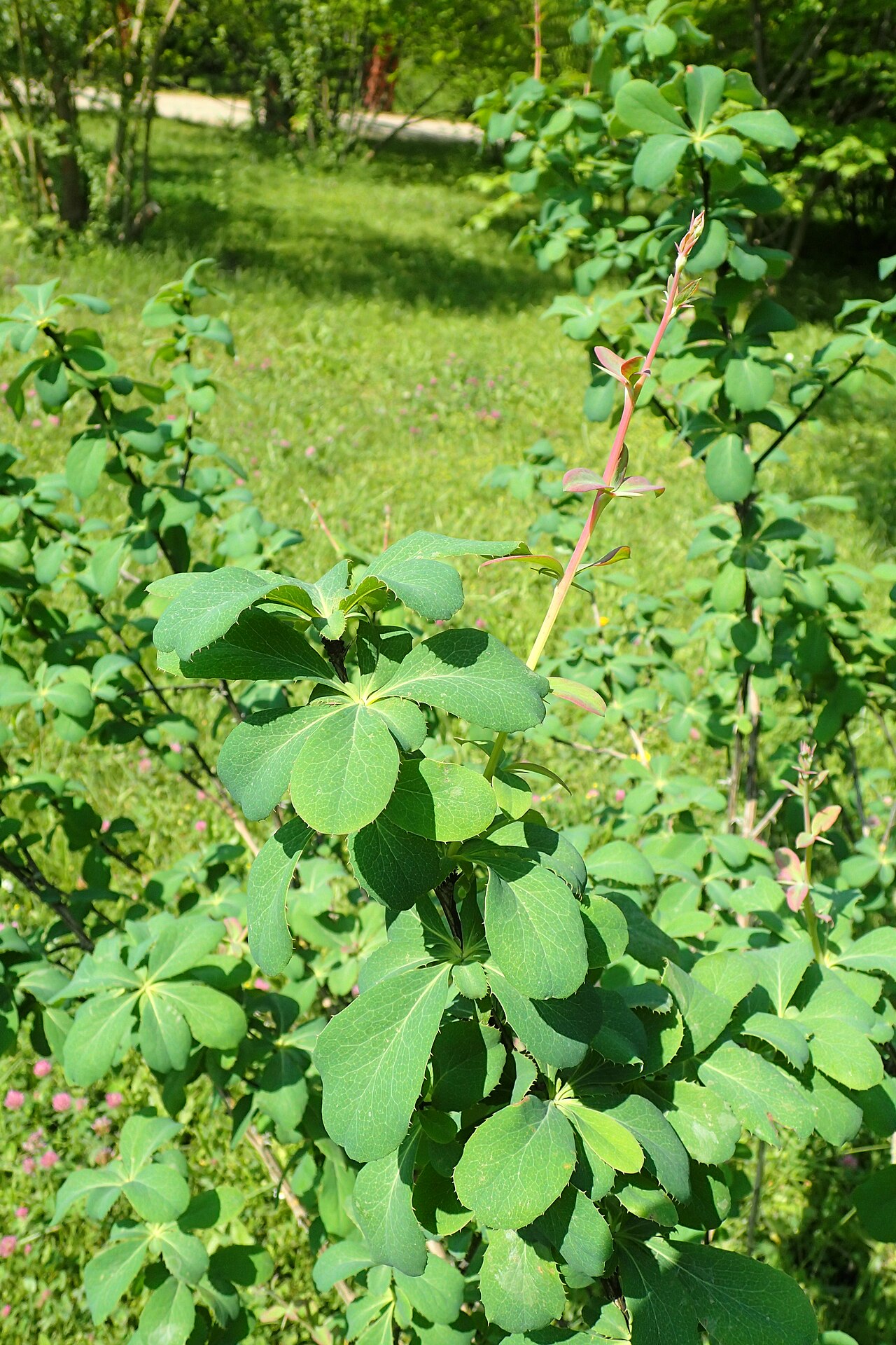 Berberis brachypoda: Berberis brachypoda in the Botanischer Garten, Berlin-Dahlem
