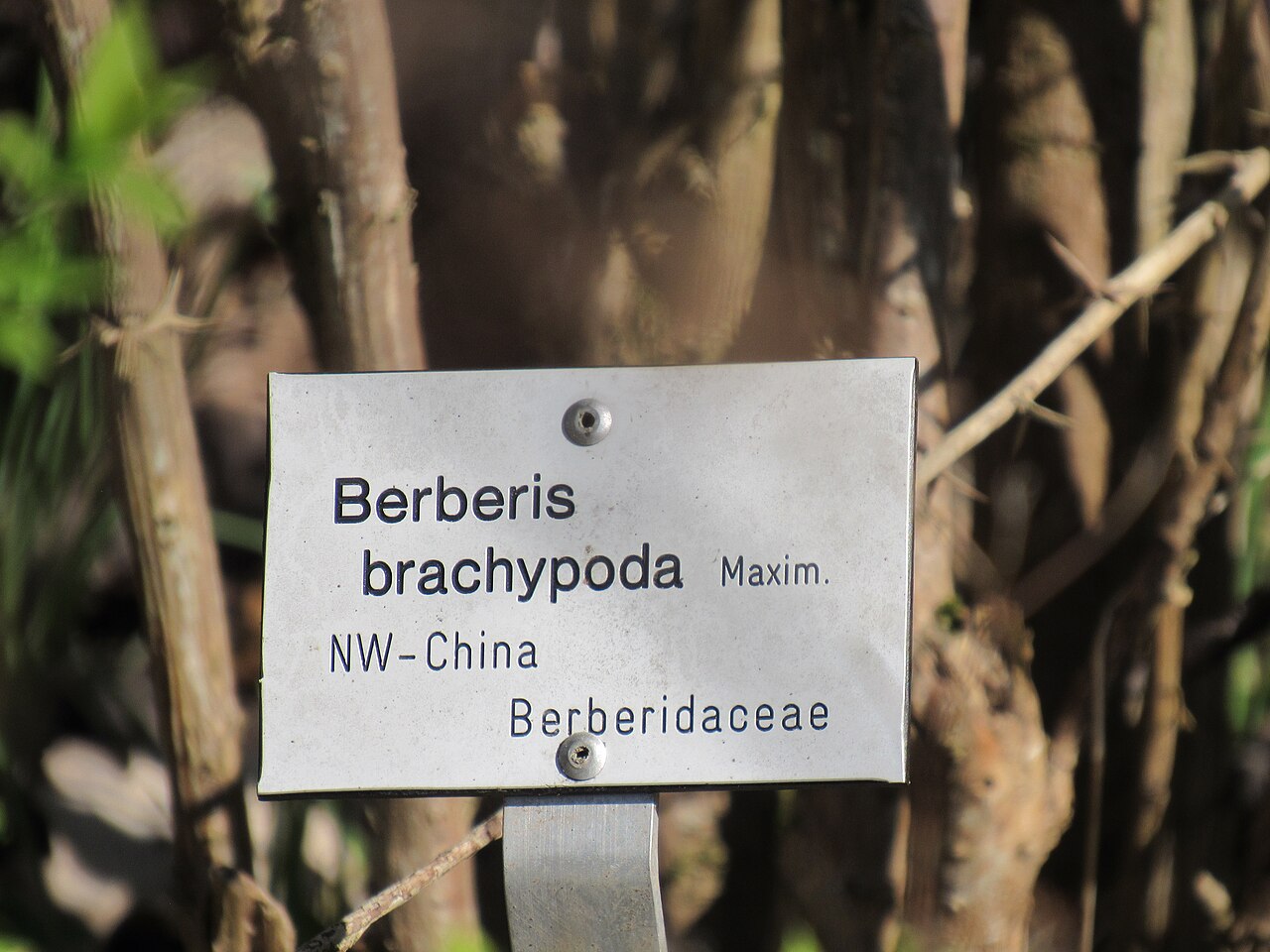 Berberis brachypoda: Informationstafel Berberis brachypida im Ökologisch-Botanischen Garten der Universität Bayreuth